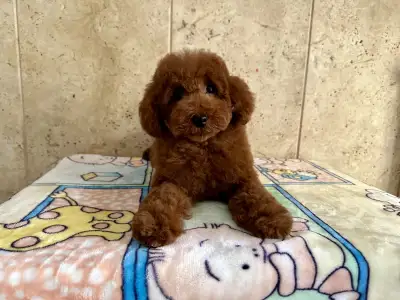 Pudeli de jucarie si pitici - Enzo