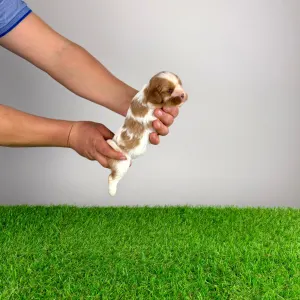 Cavalier king Charles spaniel - Isabelle