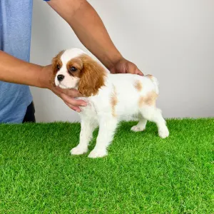 Cavalier King Charles Spaniel - Zelina