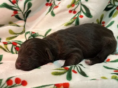 Chien d'eau portugais - Roni