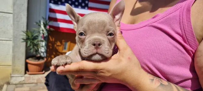 American Bully - Exotic - Yoda