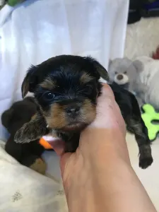 Yorkshire Terrier - Ofélia