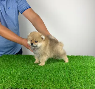 German Pomeranian Spitz - Orino