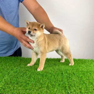 Shiba - Kami