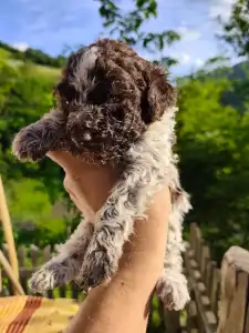 Lagotto Romanjolo - Dior The Royal Town Of Bobovc