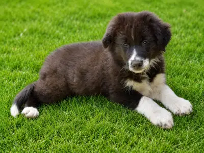Border Collie - Dax Fmg