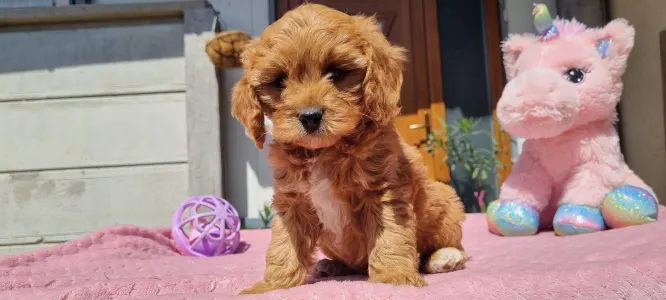 Cavapoo - Nara
