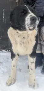 Közép-ázsiai juhászkutya - Dzhakhat Iz Zamka Larisi