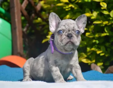 Buldog francuski - Francia Bulldog 