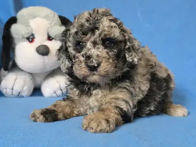 Cavapoo - Moon