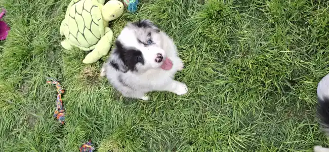 Border Collie - Starry-eyed Shepherd Dilen.