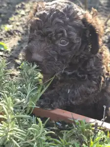 Romagna Water Dog - Bizsu