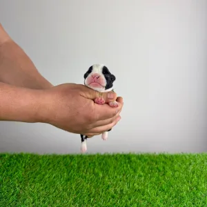 Boston terier - Gambolo