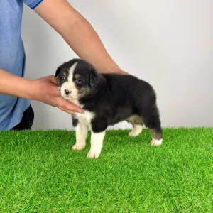 Australian Shepherd - Cash