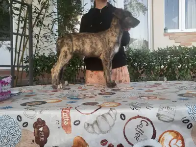 Irischer Wolfshund - Bìborka