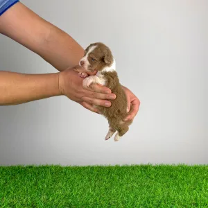 Australian Shepherd - Beira