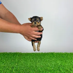 Yorkshire Terrier - Yilma