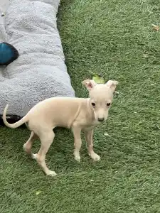 Italian Greyhound - Vita