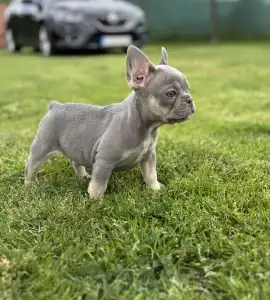 French Bulldog - Maya 