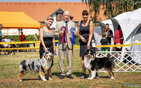 Australian Shepherd - Budnat Aussies