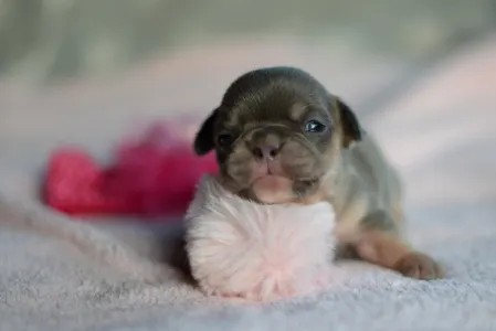 Französische Bulldogge - Mimi