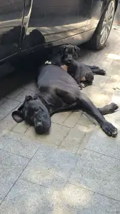 Deutsche Dogge - Bella
