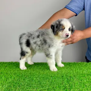 Australian Shepherd - Valentin