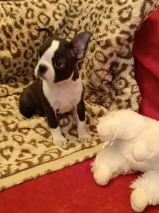 Boston Terrier - Édy