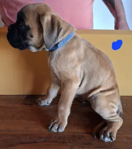 Немецкий боксёр - Kék Cimkés