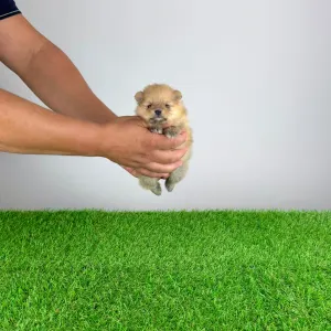 Pomeranian - Siena