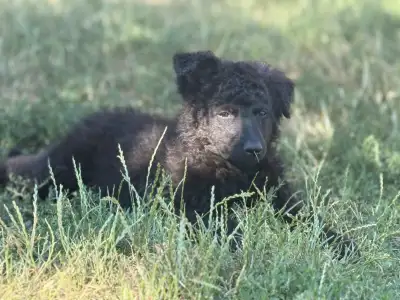 Mudi - Azúrkék-ragyogás Szilárd