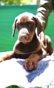 Dobermann - Lux 