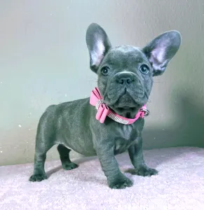 French Bulldog - Tiffany