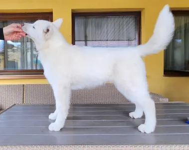 Siberian Husky - Jade Of Polar Moonlights