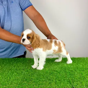 Cavalier King Charles Spaniel - Phillip 