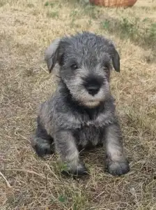Törpe schnauzer - J Male3