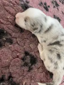 Border Collie - Bounty/slate Sable Kan