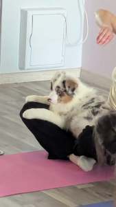 Australian Shepherd - Dunkan