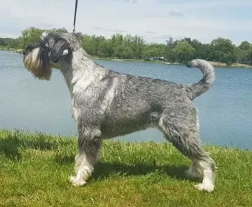 Schnauzer medio - Hétvölgye