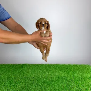 Cavalier King Charles Spaniel - Wimpie