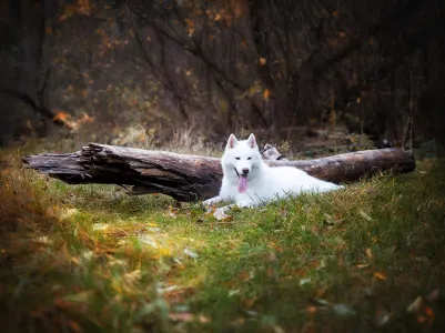 Husky siberian - Polar Moonlights