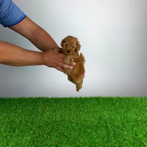 Caniche Toy - Smile