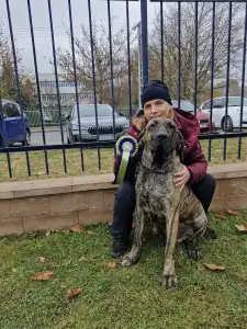 Fila Brasileiro - Hektor De Oro Puro