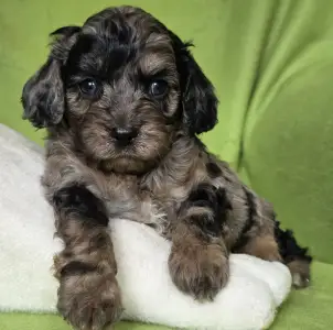 Cavapoo - Max