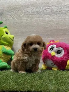 Maltipoo - Peppy