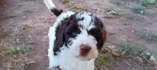 Romagna Water Dog - Lagotto Passion Aureate Eleni