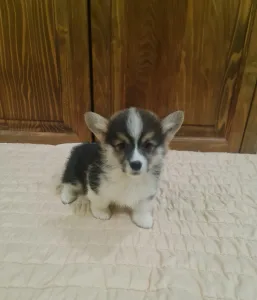 Welsh Corgi Pembroke - Darla