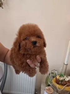 Caniche Toy - Pudel Toy M