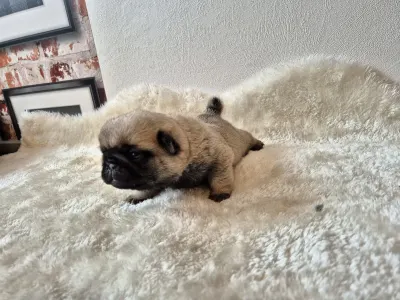 Pug - Clara