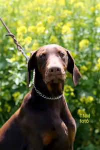Dobermann - Barnabás